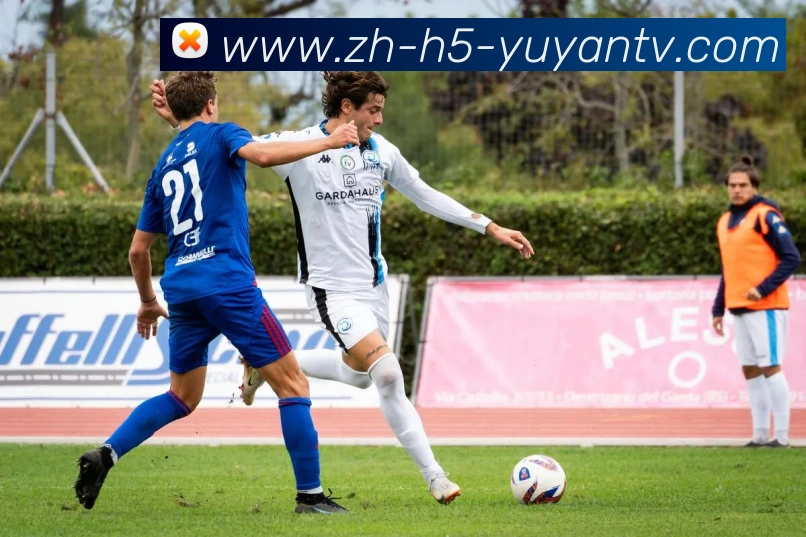 雨燕直播平台生态图